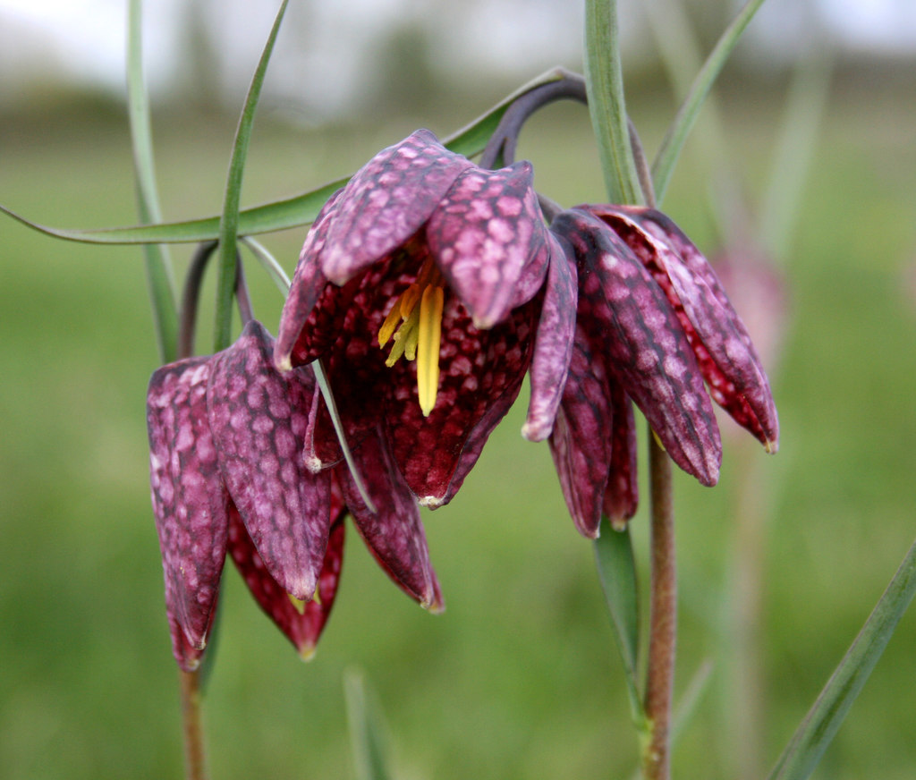 The Snakes Head Fritillary Des Blenkinsopp Geograph Britain And