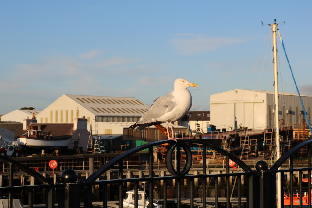 Seabird Girvan Billy Mccrorie Geograph Britain And Ireland