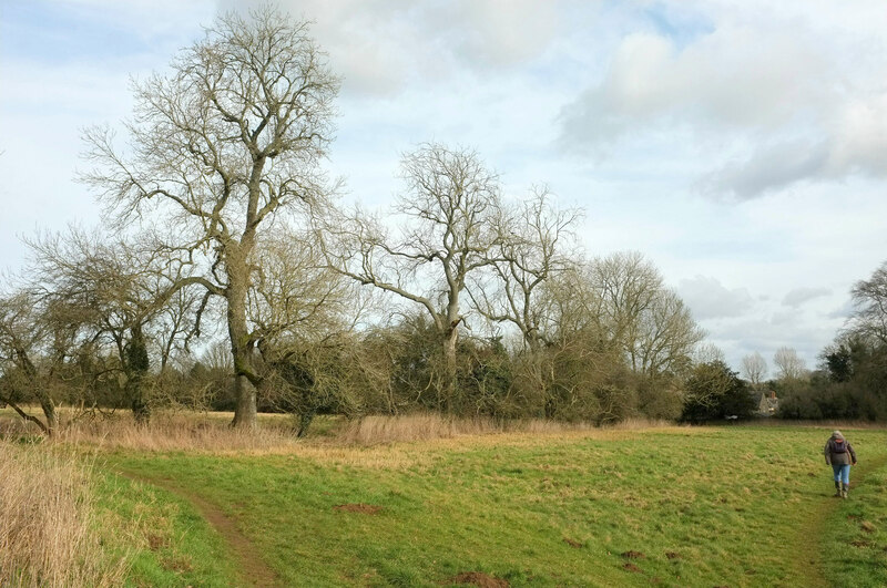 Trees By The D Arcy Dalton Way Derek Harper Geograph Britain And