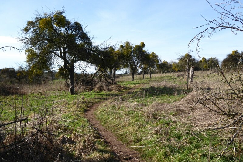 A Mature Orchard Philip Halling Geograph Britain And Ireland