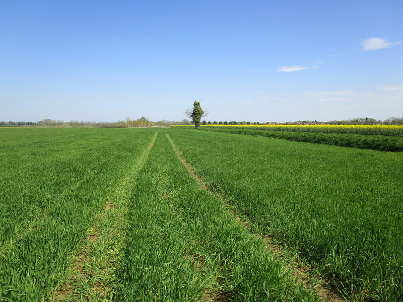 Autumn Sown Barley Middle Field Baston Jonathan Thacker Geograph