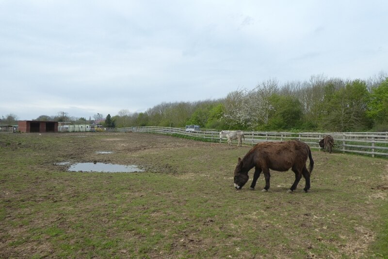 Donkeys At North Ferriby Riding For The DS Pugh Geograph