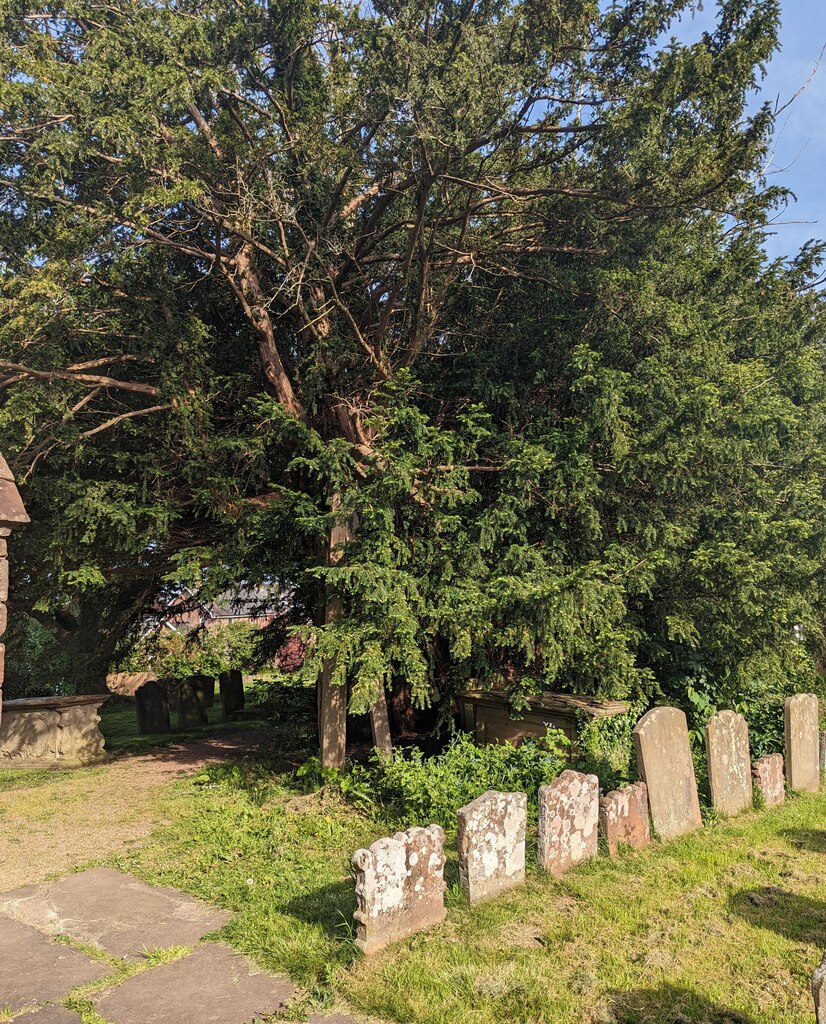 Yews And Headstones Linton Jaggery Geograph Britain And Ireland