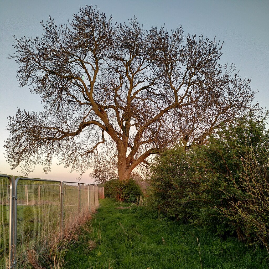 Oak Tree And Fencing Pickford A J Paxton Geograph Britain And Ireland