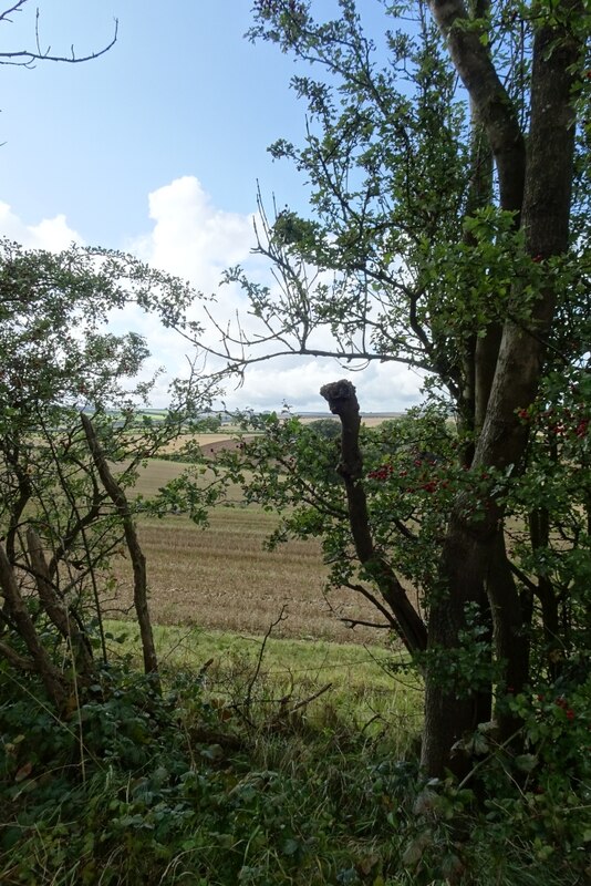 Hedgerow Beside The Road Ds Pugh Geograph Britain And Ireland