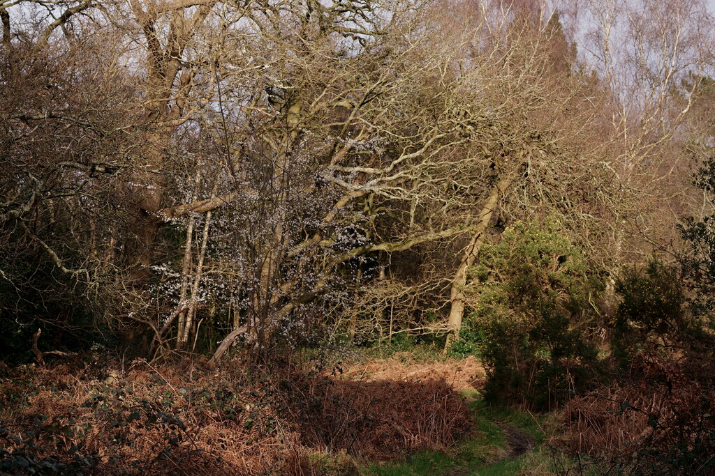 The Approach Of Spring Peter Trimming Geograph Britain And Ireland