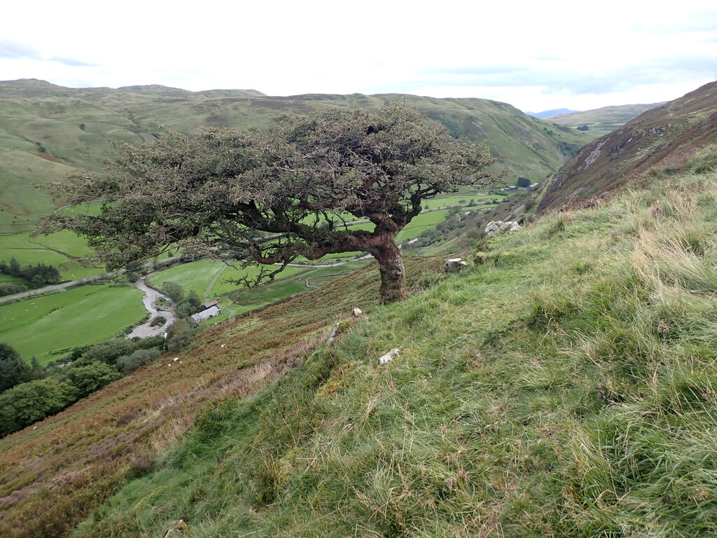 A Windswept Tree On The Slopes Above David Medcalf Geograph