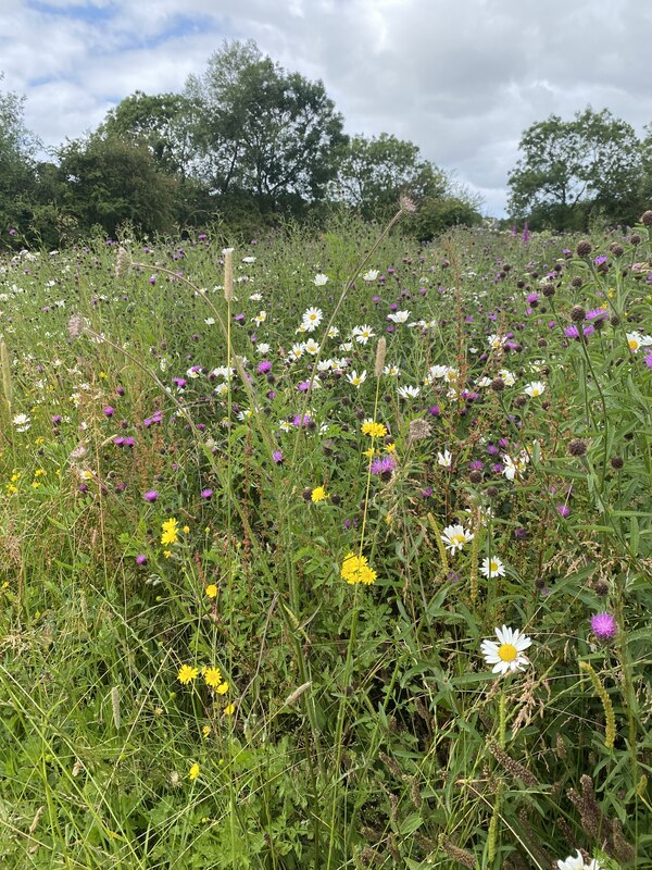 Wild Flower Meadow Alan Hughes Geograph Britain And Ireland