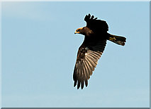 SD4774 : Marsh Harrier by Dave Green