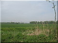 Looking north from the ford across the fields