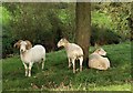 Horned sheep, Longaller