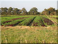 Field of lettuce from Northbourne Road