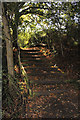 Steps in the wood