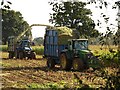 Harvesting maize, Longaller (2)