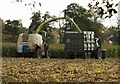 Harvesting maize, Longaller (4)