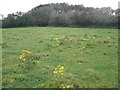 Rough pasture, at Clover Hill