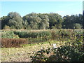 Meadow, reeds and willows by Belstead Brook