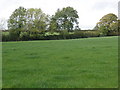 Lush grassland, at Chapel Hill Farm