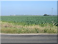 Looking N across the cabbage fields of Thanet