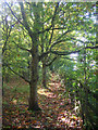 Footpath to Washington Church