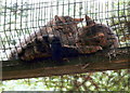 Wildcats at the Highland Wildlife Park