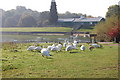 Swans at Ruislip Lido