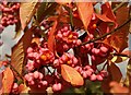 Spindle-tree berries and leaves