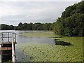 Water lilies at Pen-y-parc reservoir