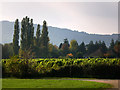 View from Bignor Roman Villa car park