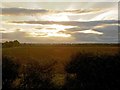 Hawthorn hedge sunset