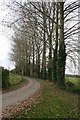 Tree lined lane at Duxford