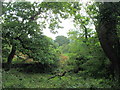 Coed Llyn Pen-y-parc woodland