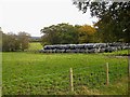 Bales at Cleuchheads