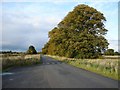 N9834 : Trees on the Road from Castletown House by Ian Paterson