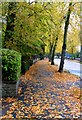 Autumn Leaves on Spencefield Lane