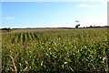 Maize field near Frankham Farm