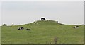 Cows on a rocky knoll near Y Werthyr