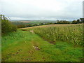 Maize crop near Annery