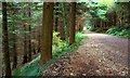 D3013 : Path, Glenarm forest by Albert Bridge