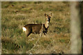 NO1640 : Roe Deer (Capreolus capreolus) hind, Meikleour by Mike Pennington