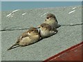 Juvenile House Sparrows enjoying the sunshine