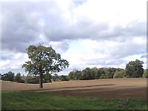 TQ5193 : Countryside to the east of Havering-atte-Bower by David Kemp