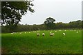 Pasture at Cilwern