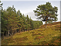 NN8145 : Forest Margin by Dr Richard Murray