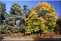 TL8388 : Autumnal tree in Harling Drove by Bob Jones