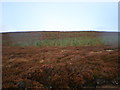 NH7843 : New Plantation on Saddle Hill Moorland by Sarah McGuire