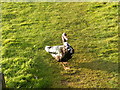TM2850 : A very tame duck at the Melton Reserve by Geographer
