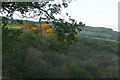 Woodland near Glynrhigos