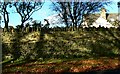 Drystone wall, Brantwood Road, Chalford