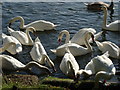 Swans near Penton Hook Lock